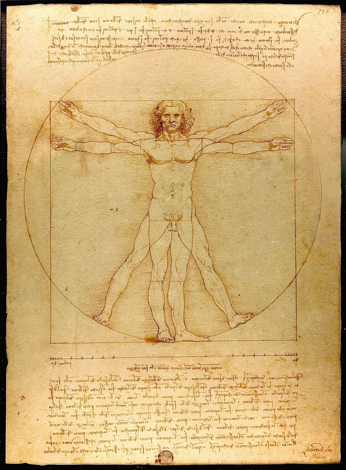 Duotone print of Leonardo da Vinci's Vitruvian Man
